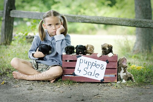 Puppies 4 Sale by EightJs.